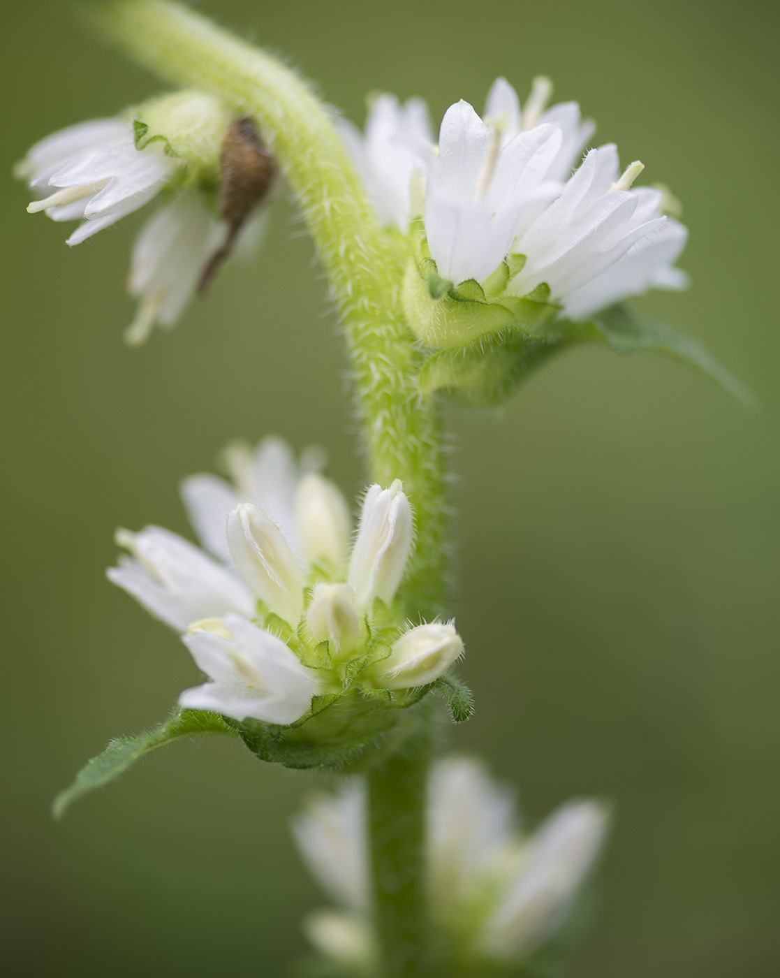 Image of Campanula cervicaria specimen.