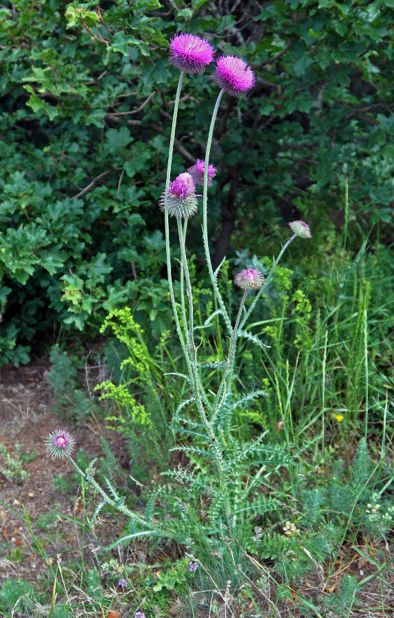 Изображение особи Carduus uncinatus ssp. davisii.