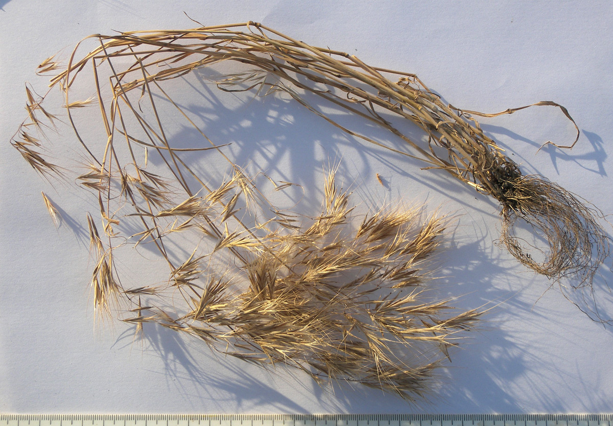 Image of Anisantha tectorum specimen.