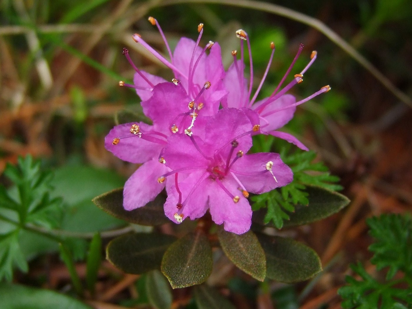 Изображение особи Rhododendron lapponicum.