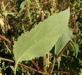 Cyclachaena xanthiifolia