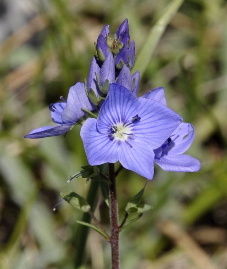 Image of genus Veronica specimen.