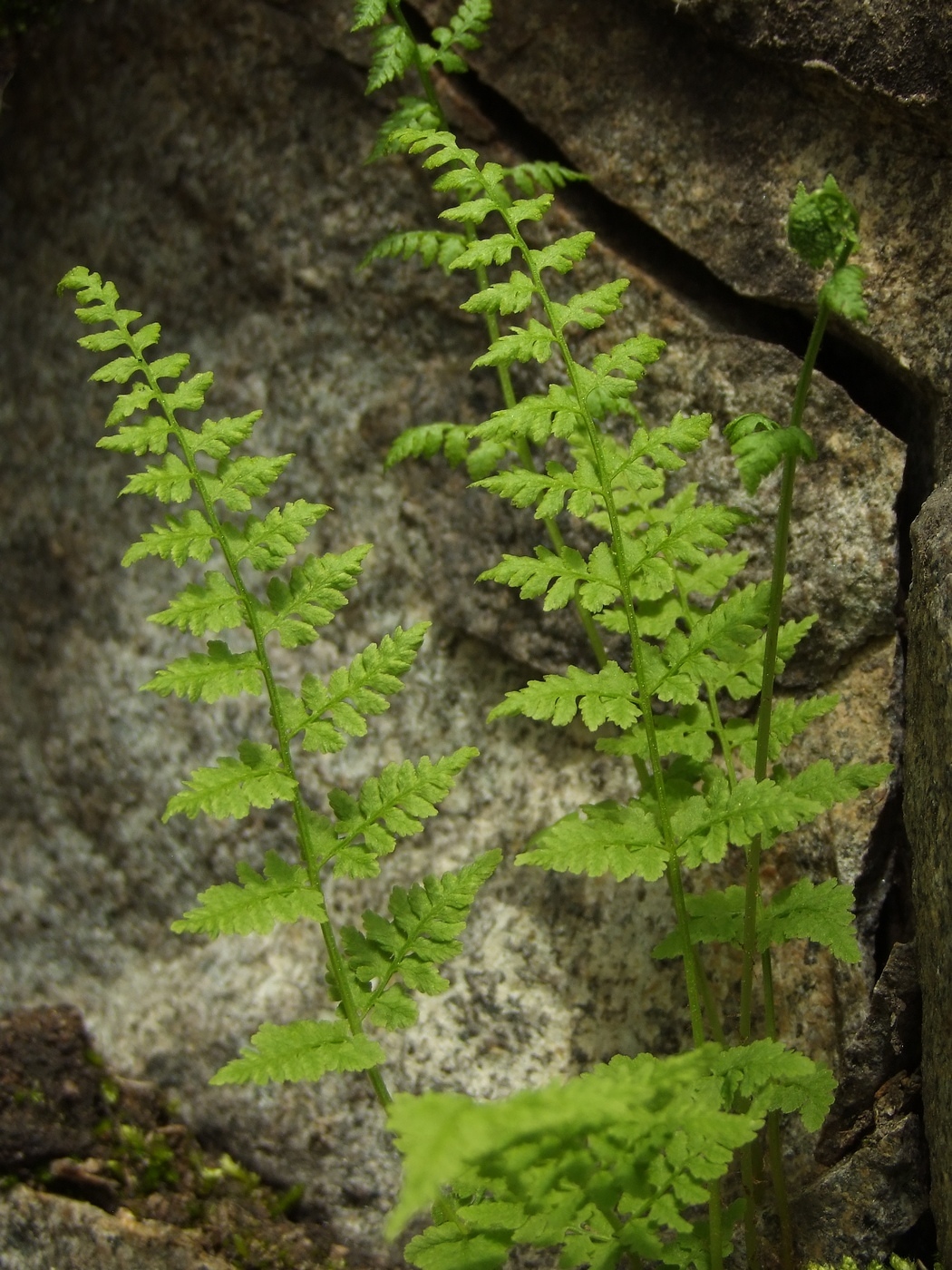 Изображение особи Cystopteris fragilis.