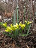 Gagea podolica. Цветущие растения. Крым, Южный берег, гора Парагильмен. 18 марта 2010 г.