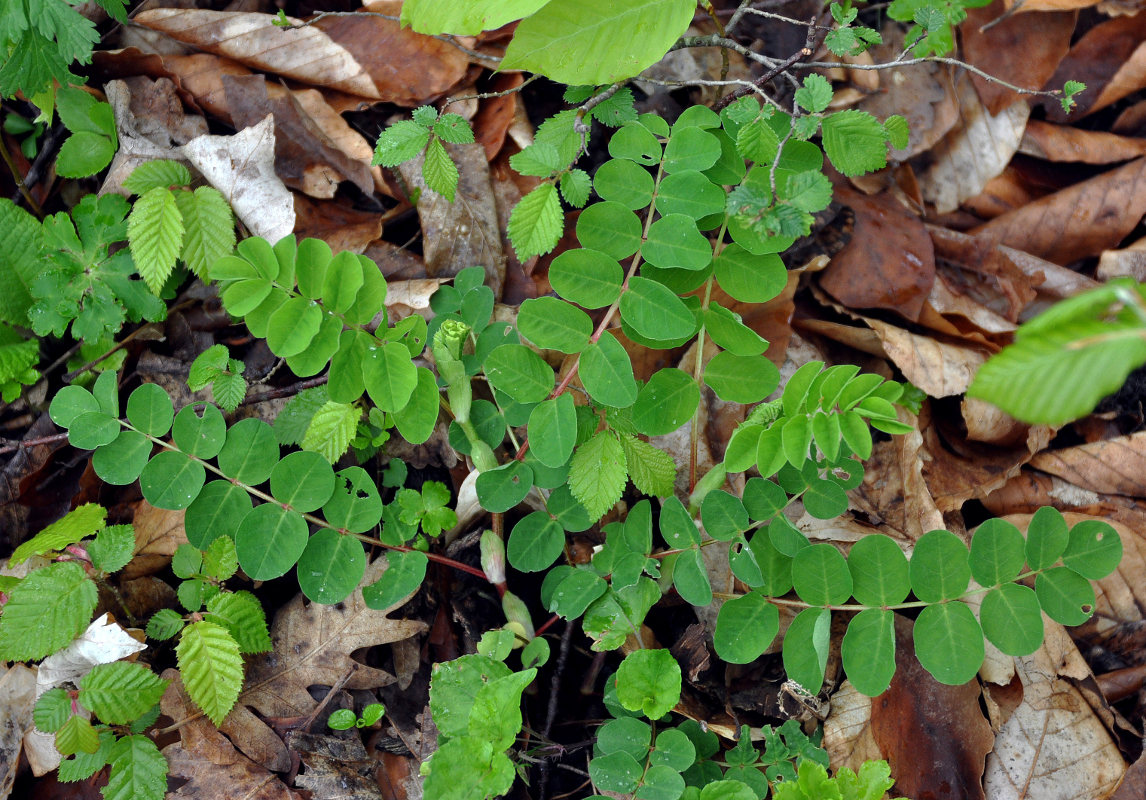 Изображение особи Astragalus glycyphyllos.