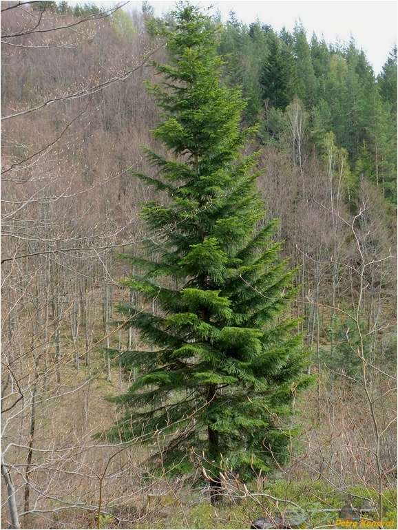 Image of Abies alba specimen.