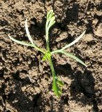 Eschscholzia californica. Проросток. Украина, г. Луганск, ул. Братьев Палкиных, сорное на цветнике. 20.04.2017.