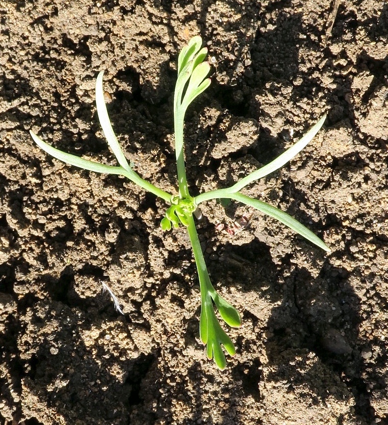 Изображение особи Eschscholzia californica.