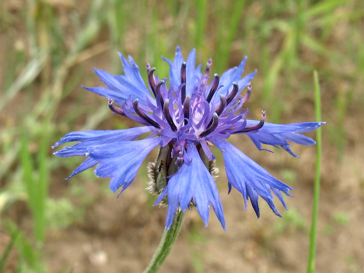 Изображение особи Centaurea cyanus.