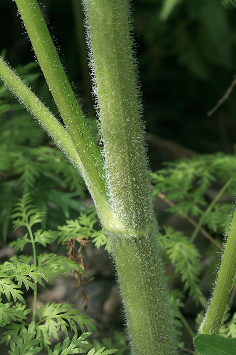 Изображение особи Sphallerocarpus gracilis.