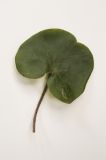 Asarum europaeum