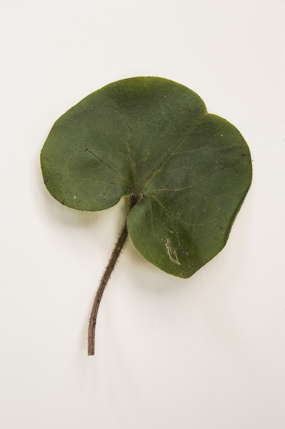 Image of Asarum europaeum specimen.