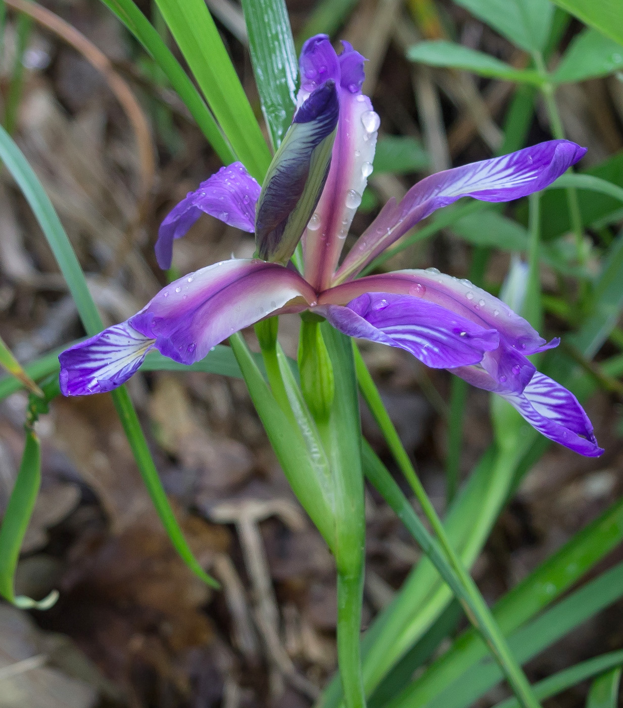 Image of Iris colchica specimen.