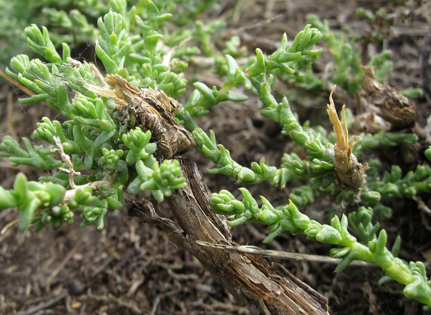 Изображение особи Kalidium juniperinum.