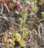 Parentucellia latifolia