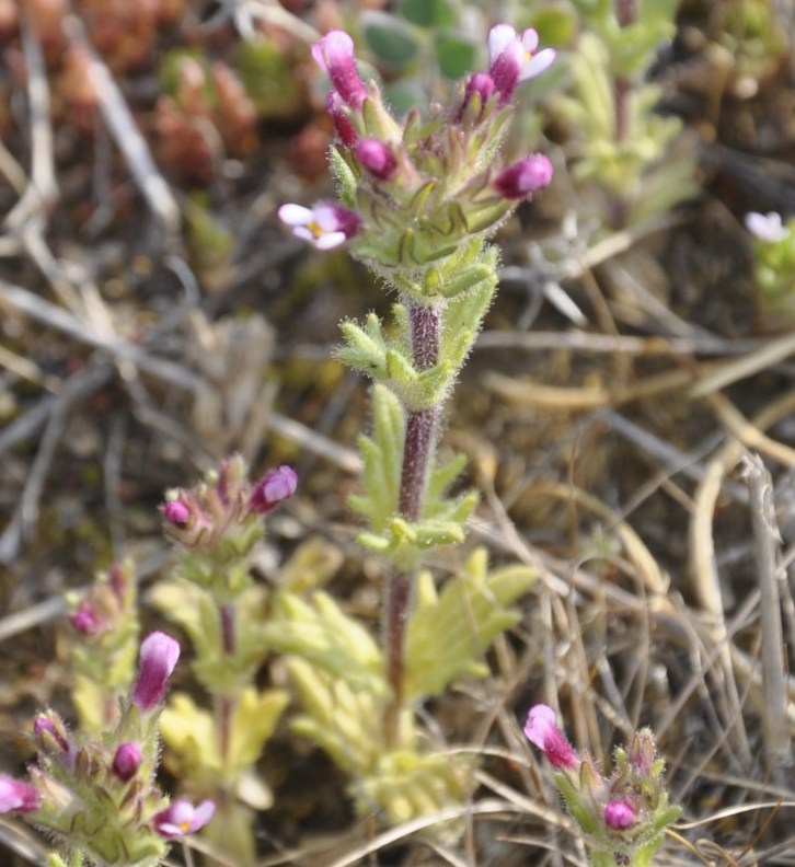 Image of Parentucellia latifolia specimen.