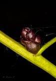 Image of taxon representative. Author is Раду Страту
