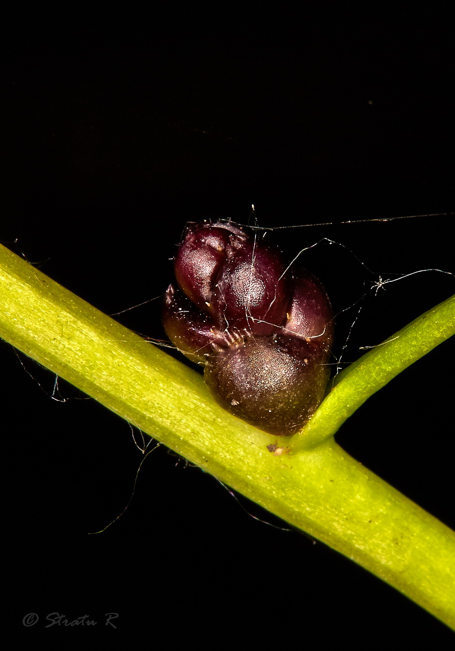 Image of Cardamine bulbifera specimen.