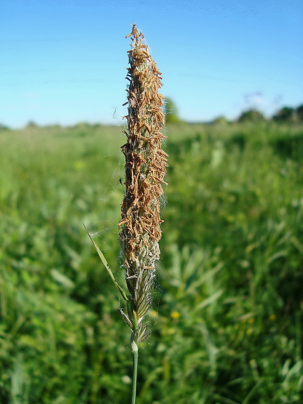 Image of Alopecurus pratensis specimen.