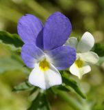 Viola hymettia