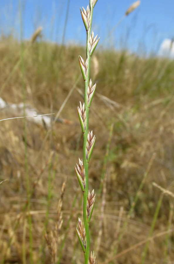 Image of Lolium perenne specimen.