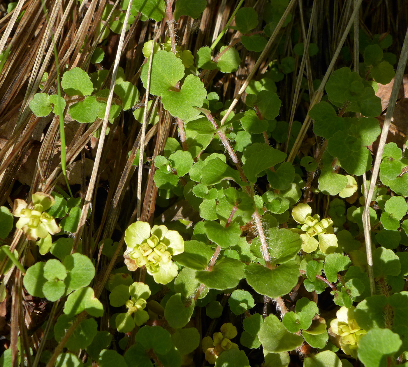 Image of Chrysosplenium woroschilovii specimen.
