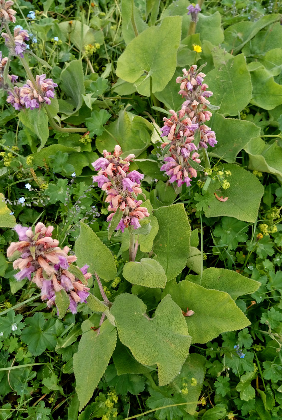 Image of Phlomoides oreophila specimen.