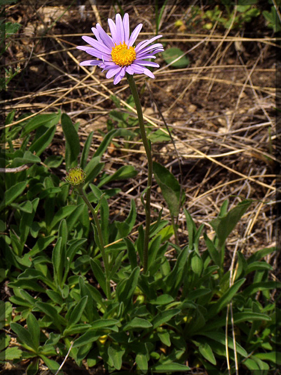 Image of Aster alpinus specimen.