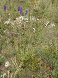 Dianthus acicularis