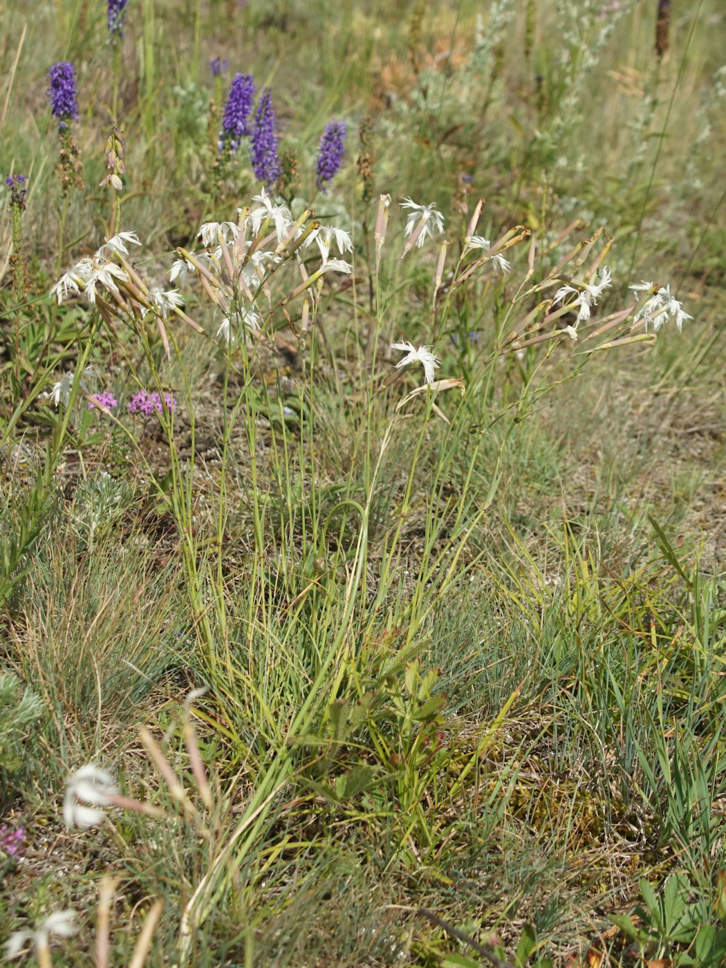 Image of Dianthus acicularis specimen.