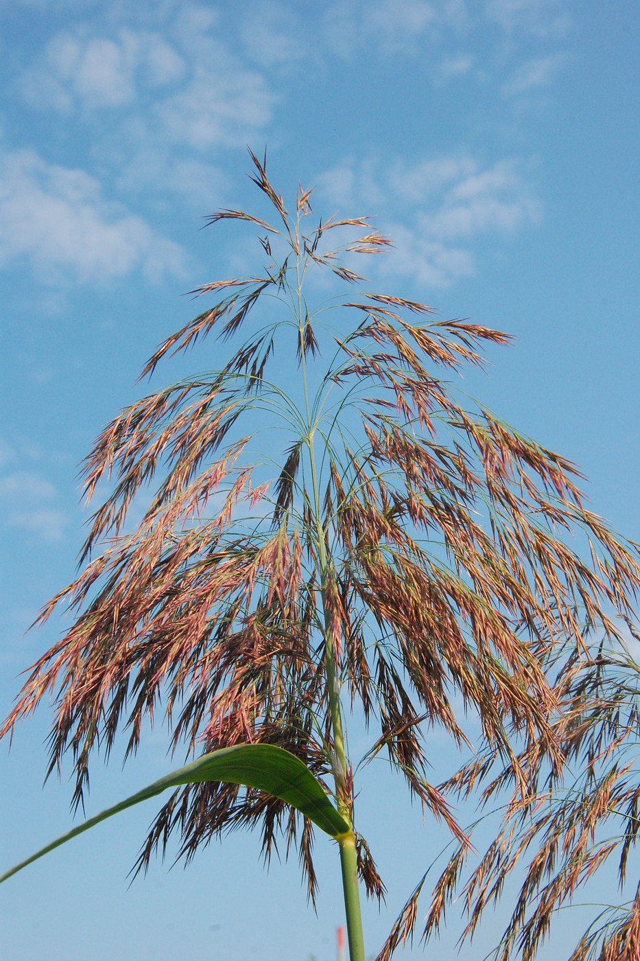 Image of Phragmites australis specimen.