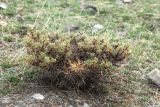 Astragalus microcephalus