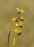 Scheuchzeria palustris. Верхушка плодоносящего растения. Нижегородская обл., Володарский р-н, окр. озера Светлое-3, отдельная карстовая воронка диаметром около 40 м., верховое сосново-пушицево-кустарничково-сфагновое болото. 02.09.2017.