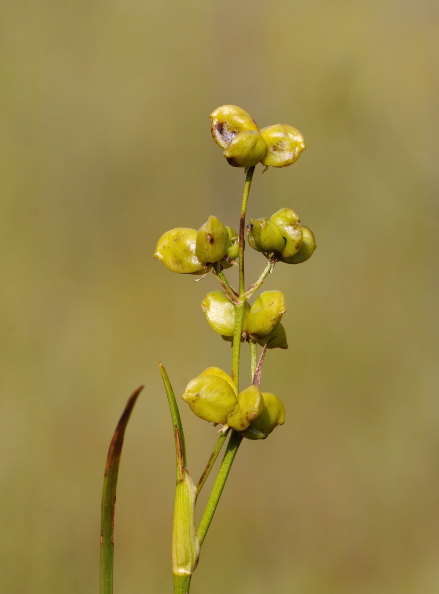 Изображение особи Scheuchzeria palustris.