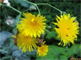 Sonchus arvensis подвид uliginosus. Верхушка растения с соцветиями. Украина, Ивано-Франковская обл., Болеховский горсовет, Поляницкий сельсовет, Поляницкий региональный ландшафтный парк, ур.Скалы, обочина лесной дороги. 08.09.2017.