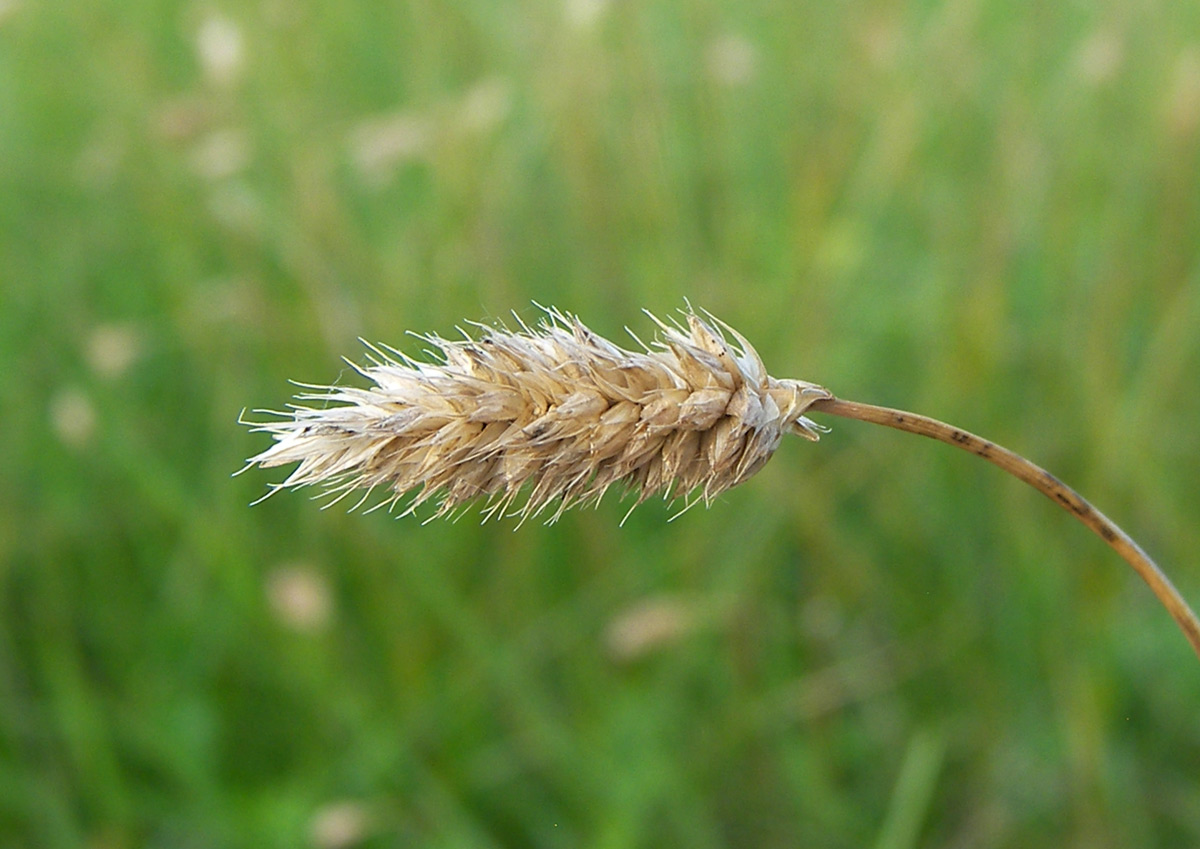 Image of Sesleria heufleriana specimen.