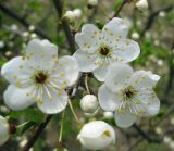 Prunus cerasifera. Часть ветки с цветками и бутонами. Украина, Черкасская обл., Каневский р-н, Региональный ландшафтный парк \"Трахтемиров\", насаждение на краю степного участка. 24 апреля 2010 г.