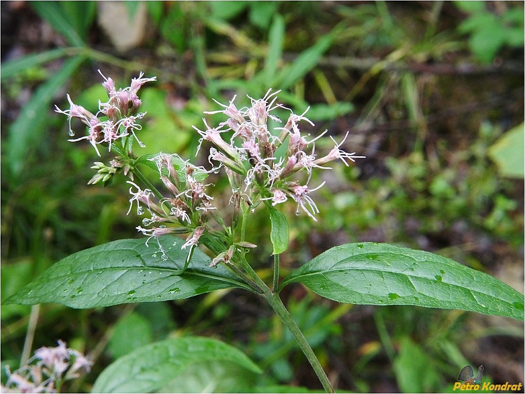 Image of Eupatorium cannabinum specimen.