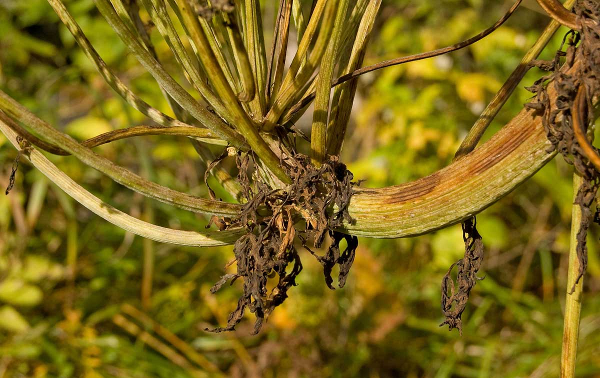 Image of Pleurospermum uralense specimen.