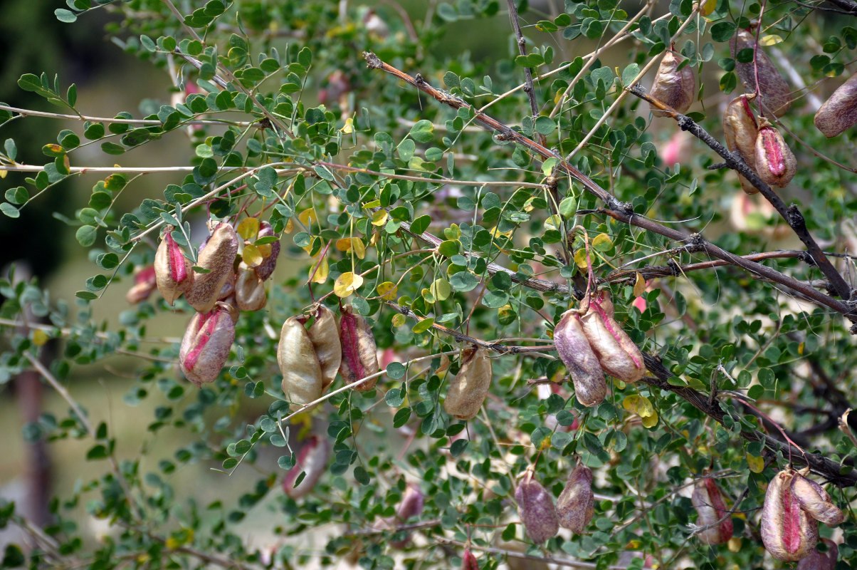 Image of Colutea paulsenii specimen.