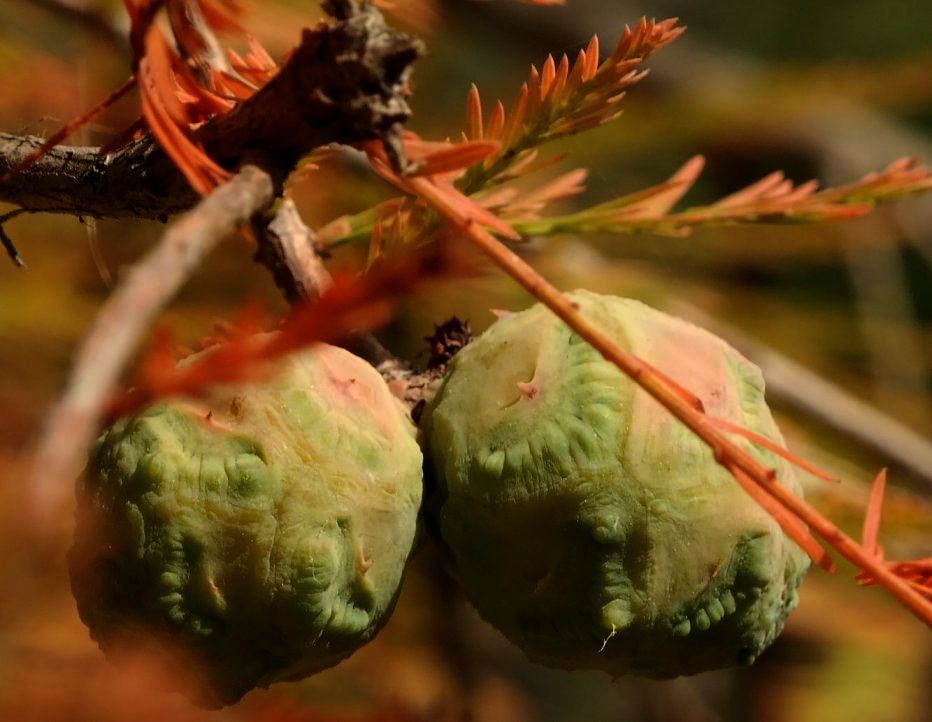 Изображение особи Taxodium distichum.