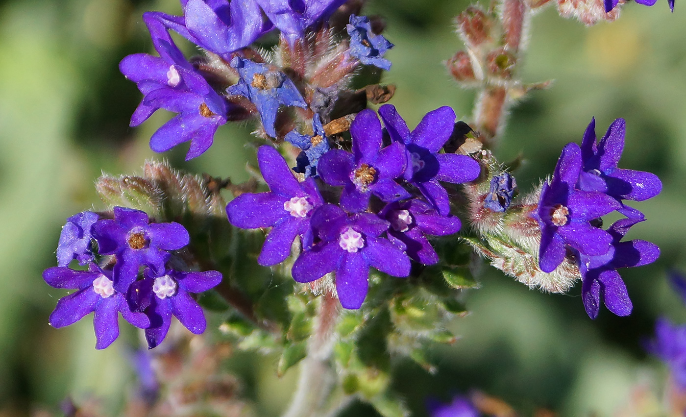 Изображение особи Anchusa officinalis.