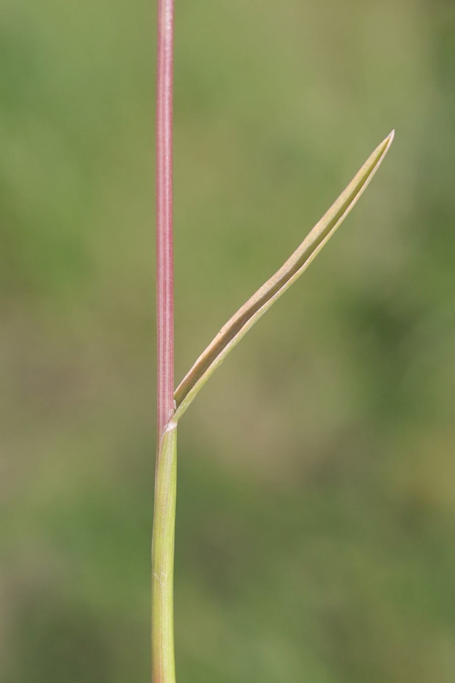 Изображение особи Poa bulbosa.