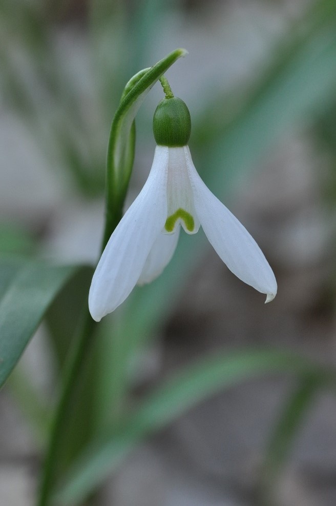 Изображение особи Galanthus caspius.