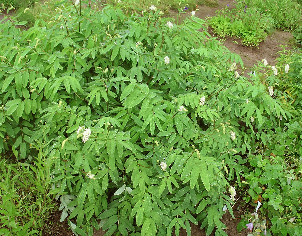 Image of Sanguisorba dodecandra specimen.