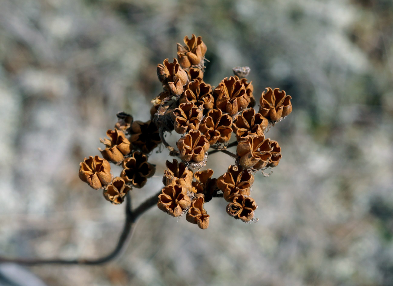 Image of Sorbaria grandiflora specimen.