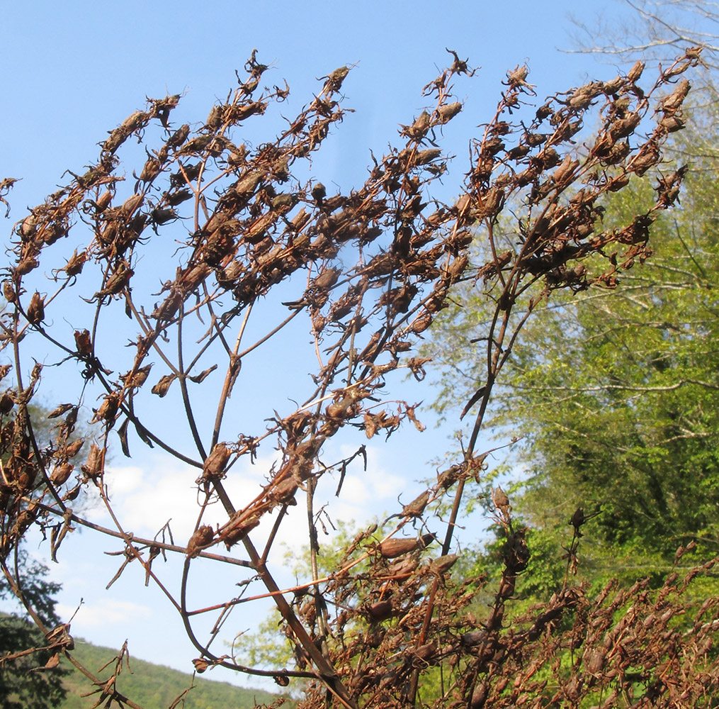 Image of Hypericum hirsutum specimen.