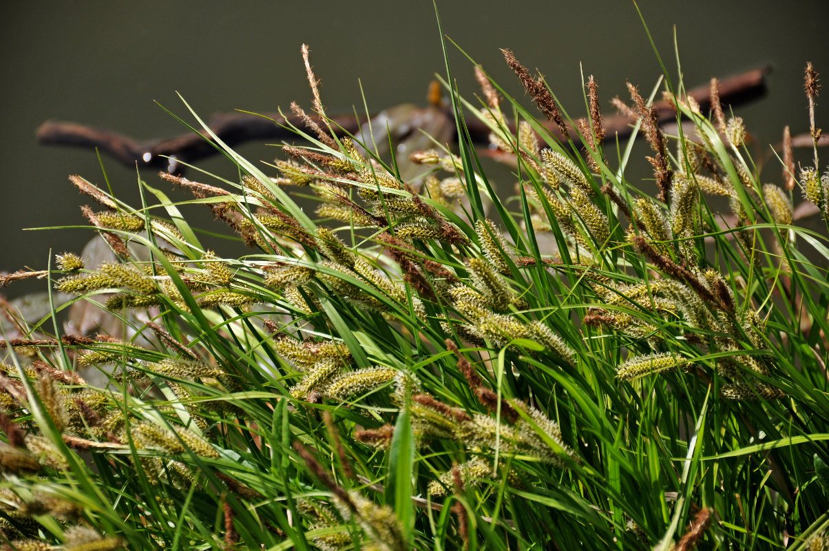 Изображение особи род Carex.