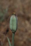 Tulipa behmiana