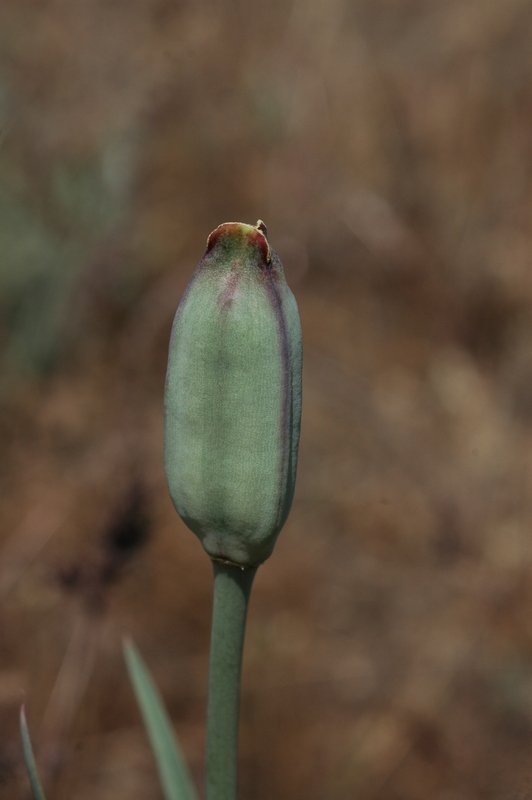 Изображение особи Tulipa behmiana.